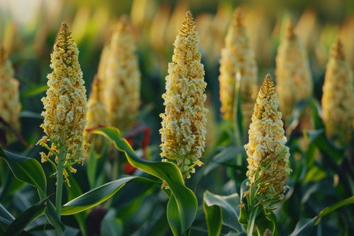 秋收時(shí)節(jié)的高粱種植基地 紅穗垂金的豐饒畫卷