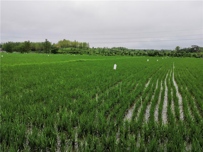 綠色防控繪新篇 河南商城縣榮獲全國農作物病蟲害“綠色防控示范縣”稱號