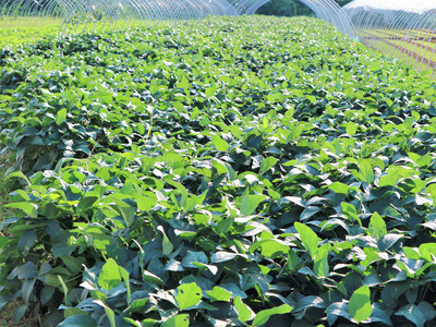 農村大嫂巧種反季甜瓜，一年兩茬創收旺，畝入過萬笑開顏